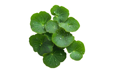 Centella Asiatica Leaves with Water Drops Isolated on Transparent Background