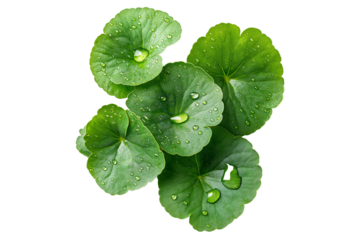 Green Centella Asiatica Foliage with Fresh Water Drops Isolated on Transparent Background