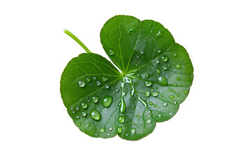 Herbal Centella Leaves with Natural Water Droplets Isolated on Transparent Background