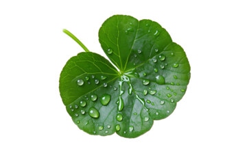Herbal Centella Leaves with Natural Water Droplets Isolated on Transparent Background