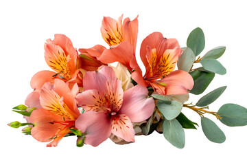 Beautiful alstroemeria flowers with eucalyptus leaves on a black background
