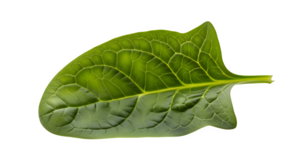Fresh green spinach leaf isolated on transparent background, representing healthy food and organic produce