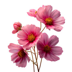 Delicate pink cosmos flowers with yellow centers against a dark background