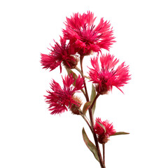 Vibrant pink everlasting flower cluster against a dark background