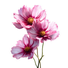 Delicate pink cosmos flowers with yellow centers on black background