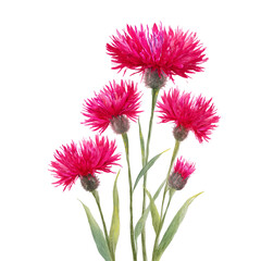Vibrant pink bachelor buttons on a dark background