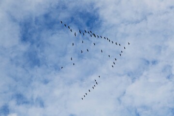 ducks migrating south