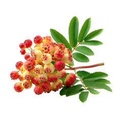 Clusters of red and yellow berries with green leaves on black background