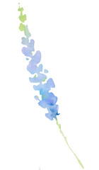 Watercolor light blue lavender wild flower, isolated illustration, floral wedding element