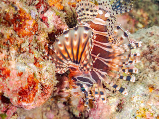 キリンミノ, Zebra turkeyfish, Dendrochirus zebra, フサカサゴ科,
他の群れ。
静岡県伊豆半島南伊豆町中木ヒリゾ浜-2025年
