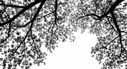 Fototapeta premium Monochrome Cherry Blossom Canopy Silhouette Against a Clear Sky Backdrop