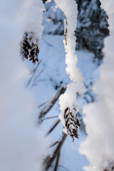 Snow-covered branches and leaves of a tree.