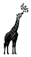 Naklejka premium Black and white illustration of a giraffe gracefully eating leaves from a tree branch