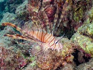 ハナミノカサゴ, Red Lionfish, Pterois volitans, ミノカサゴ亜科,
他の群れ。
静岡県伊豆半島南伊豆町中木ヒリゾ浜-2025年
