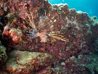 ハナミノカサゴ, Red Lionfish, Pterois volitans,...