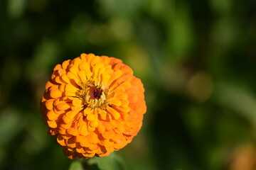 Yellow zinnia flower blooming on bokeh green garden background, selective focus, closeup, horizontal, space for text on right.
