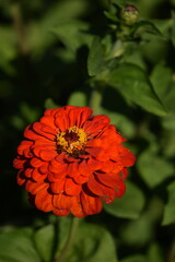 Orange zinnia flower and zinnia flower bud on bokeh green garden background, selective focus, closeup,vertical with copy space.