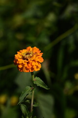 Yellow zinnia flower blooming on bokeh green garden background, selective focus, closeup, vertical, space for text.
