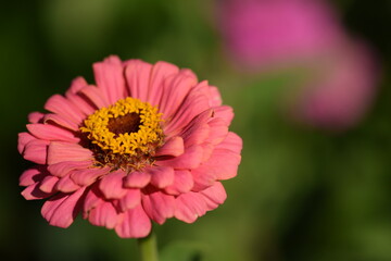 Pastel pink zinnia flower blooming on bokeh green garden background, selective focus, closeup, horizontal, space for text, pink zinnia background.