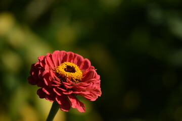 Pastel pink zinnia flower with yellow inner blooming on bokeh green garden background, selective focus, closeup, horizontal, space for text.