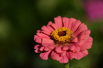 Pastel pink zinnia flower with yellow inner blooming on bokeh green garden background, selective focus, closeup, horizontal, space for text on left.