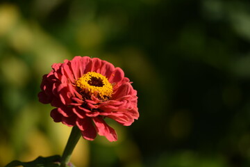 Pastel pink zinnia flower with yellow inner blooming on bokeh green garden background, selective focus, closeup, horizontal, space for text, copy space.