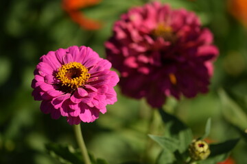 Vivid pink zinnia flower with yellow inner blooming on bokeh zinnias background, selective focus, closeup, horizontal.