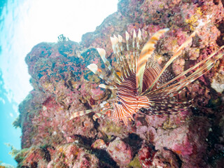ハナミノカサゴ, Red Lionfish, Pterois volitans, ミノカサゴ亜科,
他の群れ。
静岡県伊豆半島南伊豆町中木ヒリゾ浜-2025年
