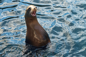 A sea lion rises from the lagoon with mouth open and whiskers shining. The brown marine mammal floats upright in bright rippling water.