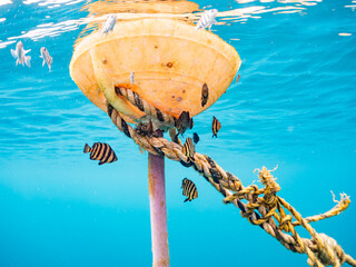 イシダイ, Parrot Fish, Knifejaw, Oplegnathus fasciatus, イシダイ科,...