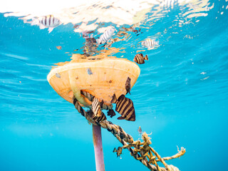 イシダイ, Parrot Fish, Knifejaw, Oplegnathus fasciatus, イシダイ科,...