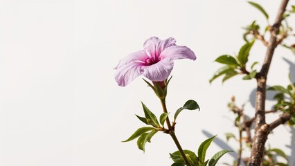 A blooming pink flower on a branch with green leaves against a plain white background.