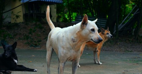white dog alert on cracked pavement, tail raised, focused stance, two companions in background, dusk
