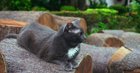 gray cat resting on wooden bench, tranquil garden setting with mossy stones and blurred green foliage, alert
