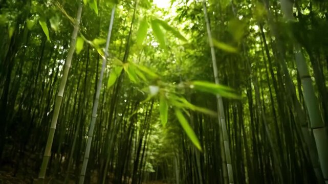 Lush bamboo forest with sunlight streaming through the foliage