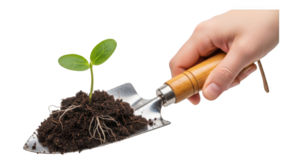 Hand holding garden trowel with seedling in soil isolated on transparent background png