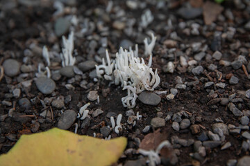 Fairy Fingers- Clavaria fragilis