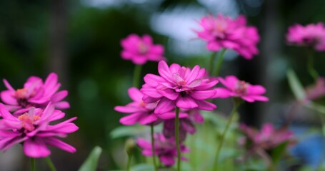 pink cluster flowers in soft focus closeup, layered magenta petals with dewdrop hints and shallow depth