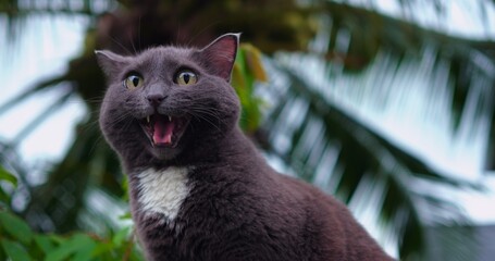 gray cat vocal on leafy branch mid-meow with mouth open showing tongue and teeth, expressive face and dramatic