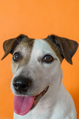 A Jack Russell Terrier. A funny smiling dog on an orange background, a pet.
