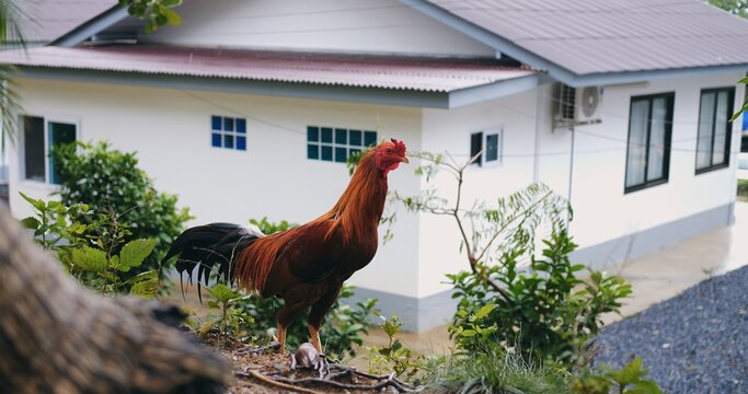 rooster standing on roof ledge scanning street, confident posture and bright comb silhouette, suburban