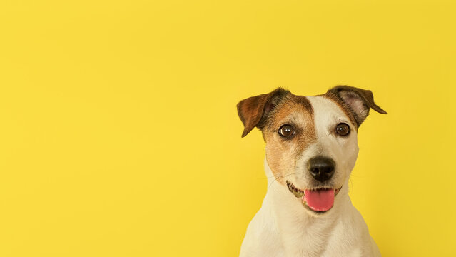 Dog. Jack Russell terrier. Portrait of a fun purebred dog. Pets.