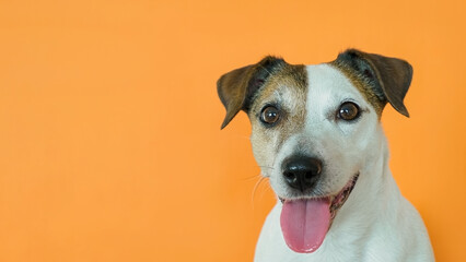 Dog. Jack Russell Terrier. A smiling, purebred dog against an orange background, pets.