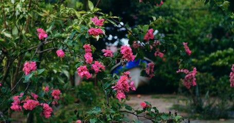 late afternoon garden with pink blooms along winding path, soft vintage tones and layered shrubs evoke