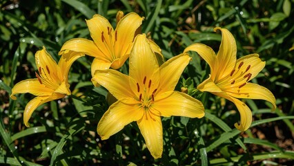 Obraz premium Yellow lilies in bloom with green foliage background.