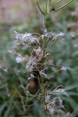 Fototapeta premium Fireweed- epilobium angustifolium