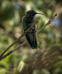 Fototapeta premium Female Sparkling Violetear (Colibri coruscans) perched in a tree in Quito, Ecuador 