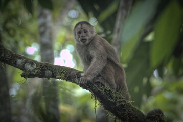 Marañón White-fronted Capuchin (Cebus yuracus) in the Amazon Rainforest of Ecuador