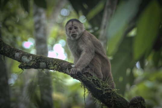 Mara&ntilde;&oacute;n White-fronted Capuchin (Cebus yuracus) in the Amazon Rainforest of Ecuador