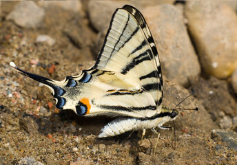 butterfly on the ground, Podalirius © oleg